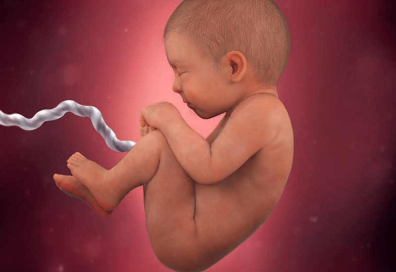 fetus in placenta
